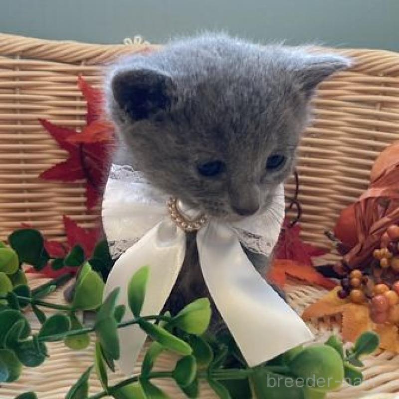 販売中の北海道のロシアンブルー-131429の2枚目