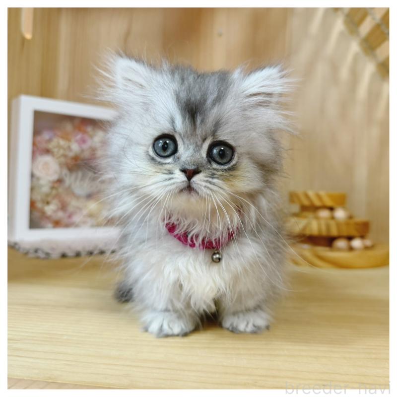 販売中の長野県のミヌエット(短足)-131430の1枚目