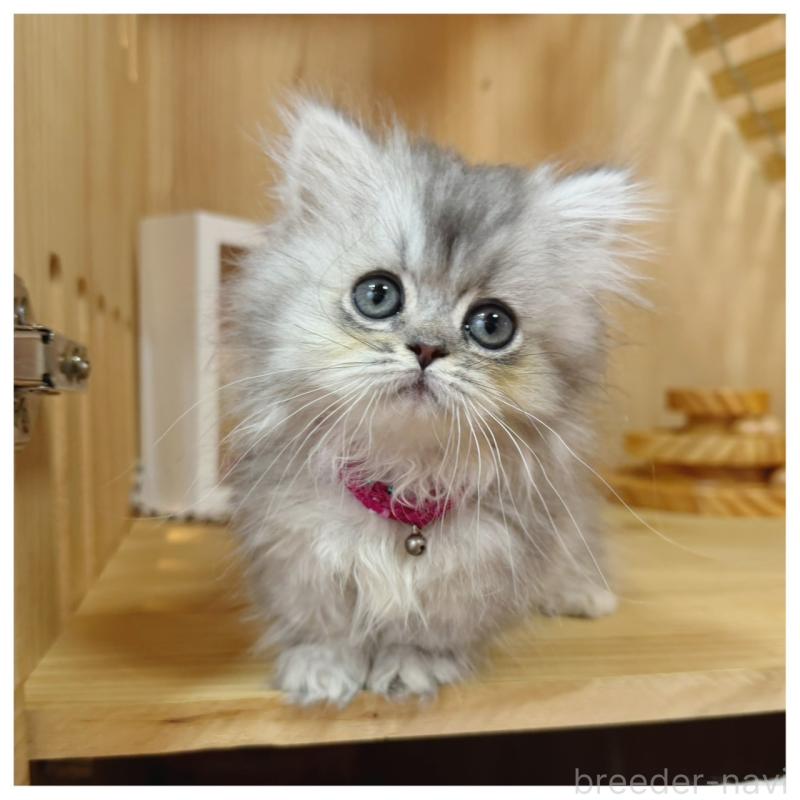 販売中の長野県のミヌエット(短足)-131430の7枚目