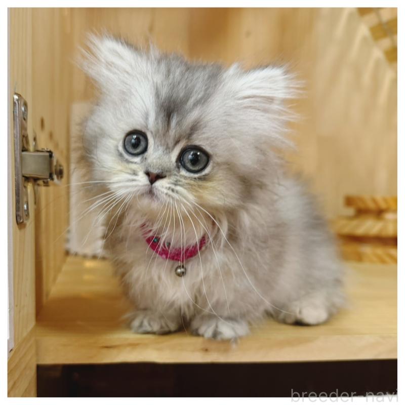 販売中の長野県のミヌエット(短足)-131430の6枚目