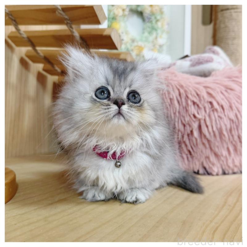 販売中の長野県のミヌエット(短足)-131430の5枚目