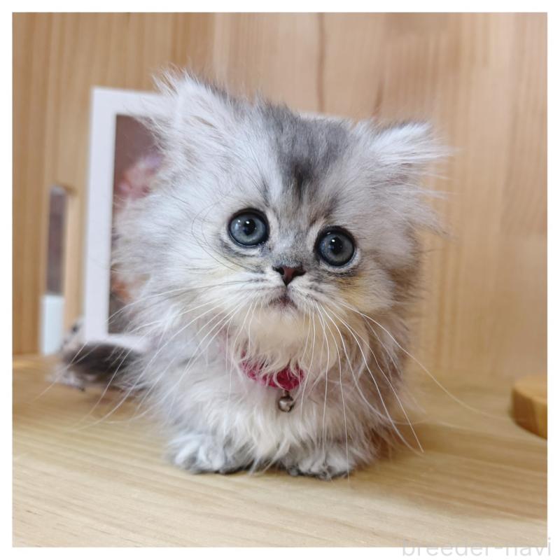 販売中の長野県のミヌエット(短足)-131430の4枚目