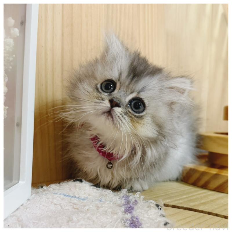 販売中の長野県のミヌエット(短足)-131430の3枚目