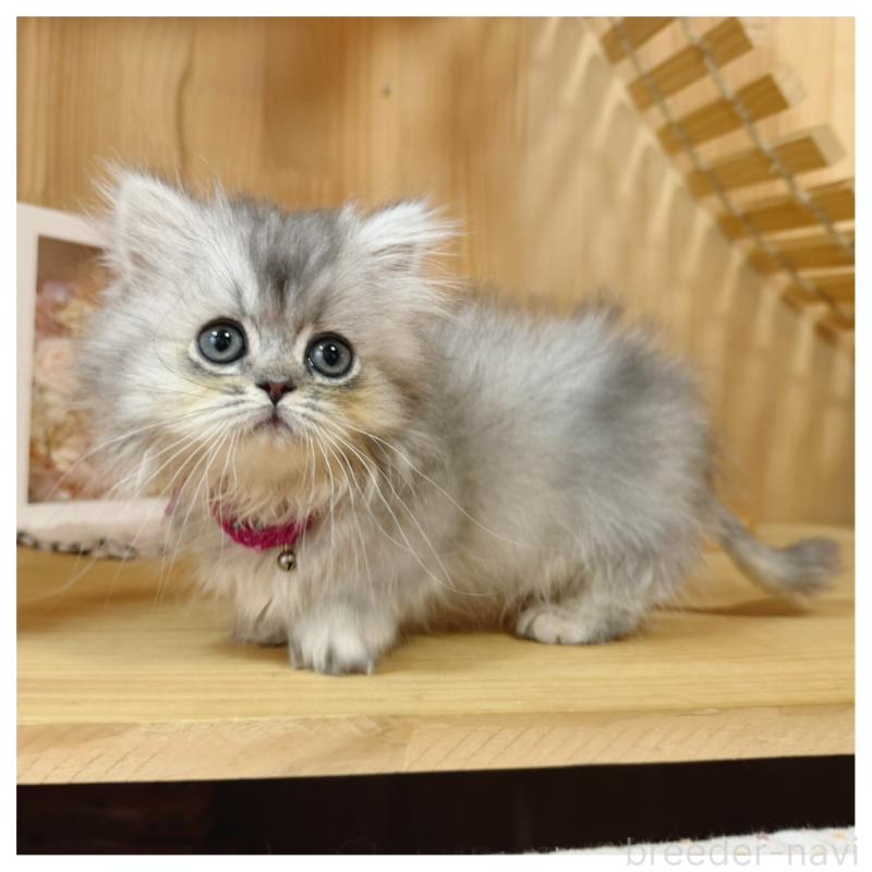 販売中の長野県のミヌエット(短足)-131430の2枚目