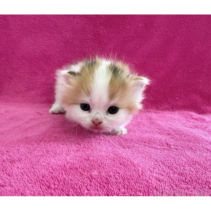 販売中の愛知県のスコティッシュフォールド(折れ耳)-131432の3枚目