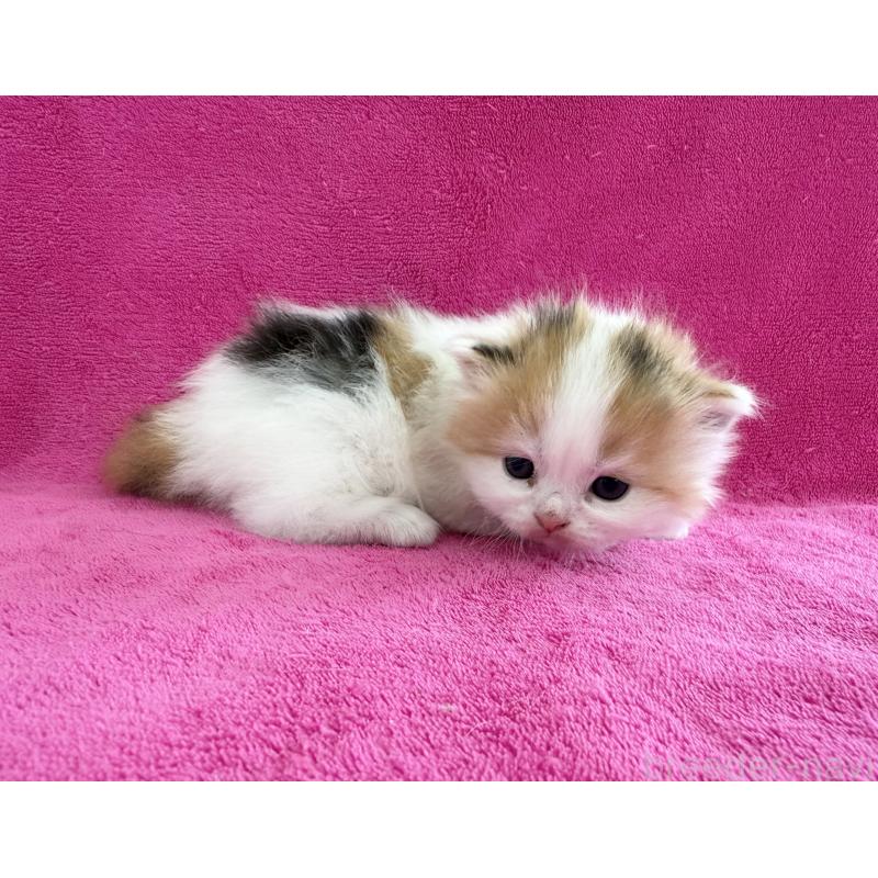 販売中の愛知県のスコティッシュフォールド(折れ耳)-131432の2枚目