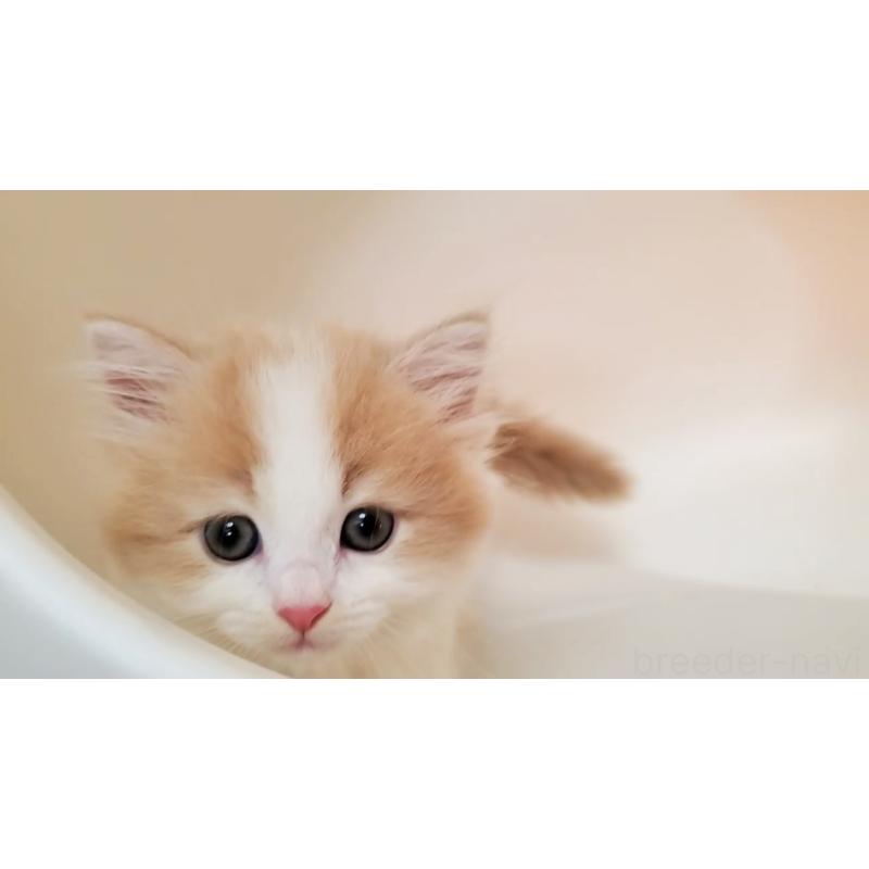 販売中の大阪府のミヌエット(短足)-131431の12枚目