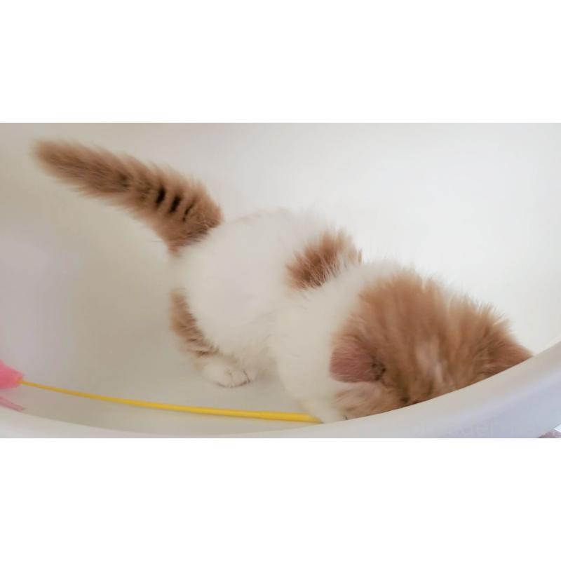 販売中の大阪府のミヌエット(短足)-131431の11枚目