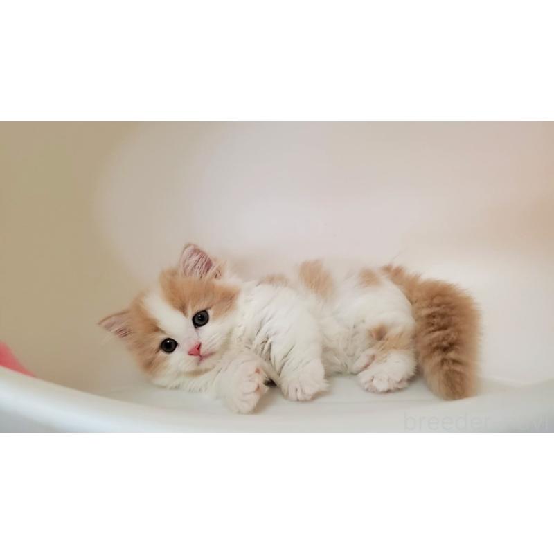 販売中の大阪府のミヌエット(短足)-131431の10枚目