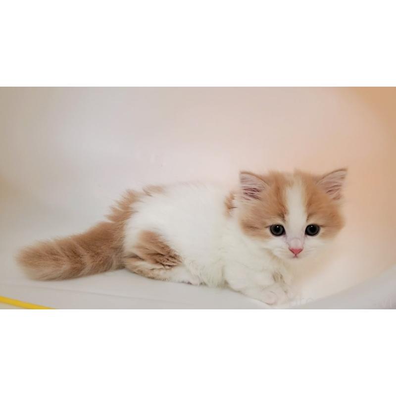 販売中の大阪府のミヌエット(短足)-131431の9枚目