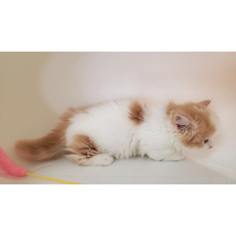 販売中の大阪府のミヌエット(短足)-131431の8枚目