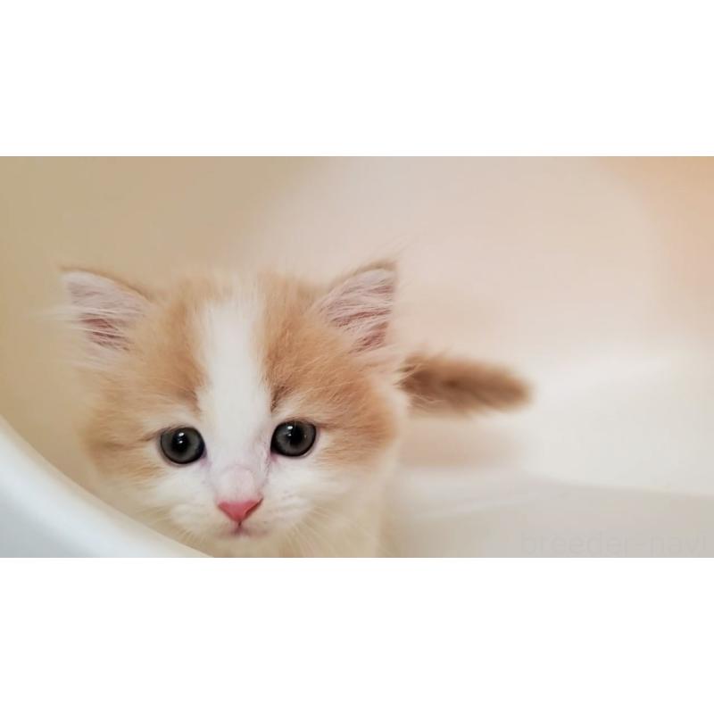 販売中の大阪府のミヌエット(短足)-131431の7枚目