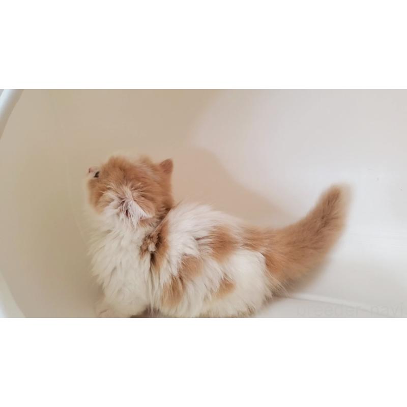 販売中の大阪府のミヌエット(短足)-131431の6枚目