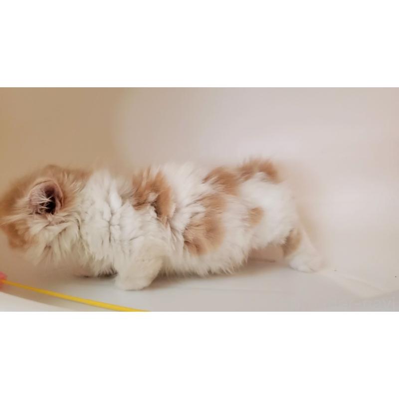 販売中の大阪府のミヌエット(短足)-131431の5枚目