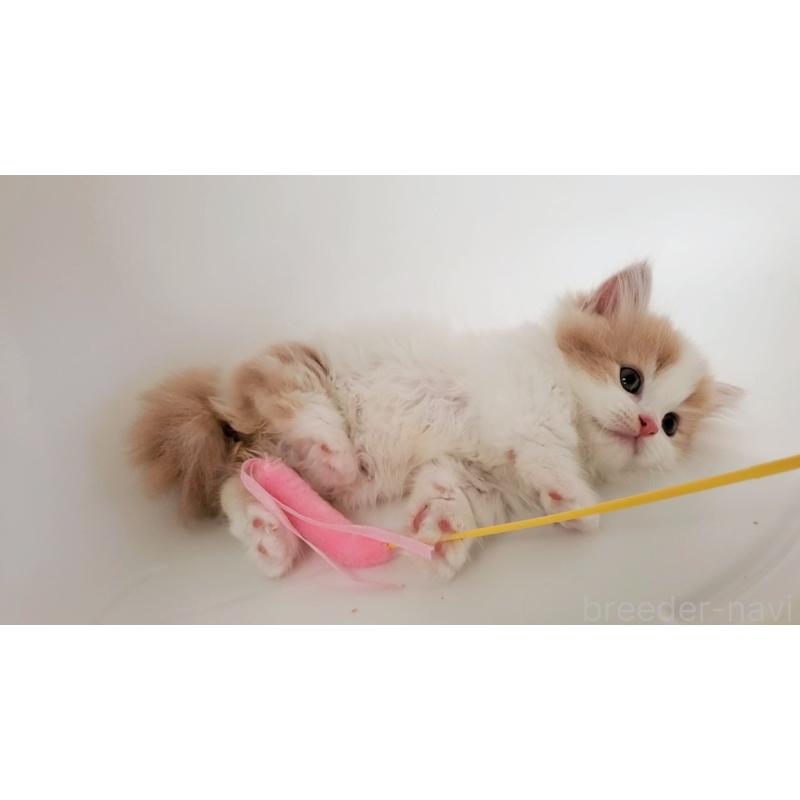 販売中の大阪府のミヌエット(短足)-131431の4枚目