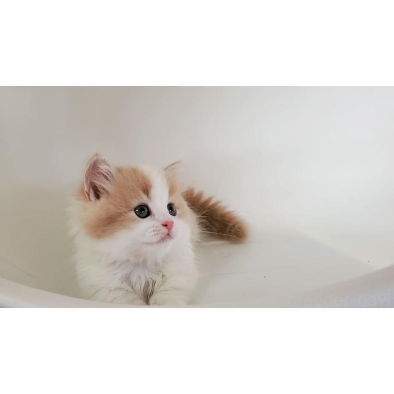 販売中の大阪府のミヌエット(短足)-131431の3枚目