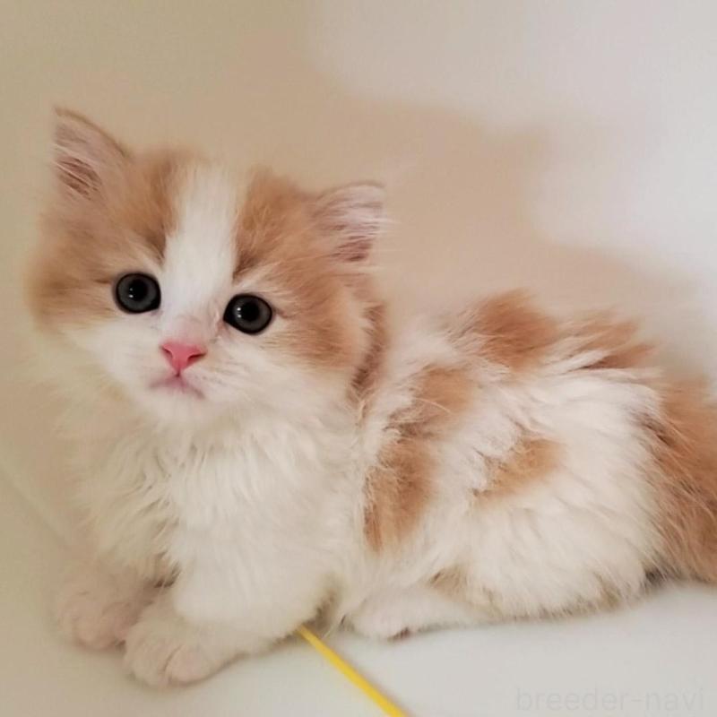 販売中の大阪府のミヌエット(短足)-131431の1枚目