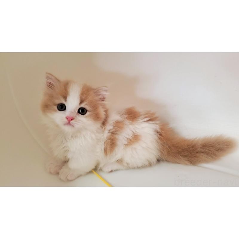 販売中の大阪府のミヌエット(短足)-131431の2枚目