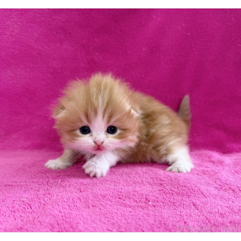 販売中の愛知県のスコティッシュフォールド(折れ耳)-131433の3枚目