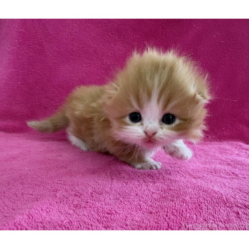 販売中の愛知県のスコティッシュフォールド(折れ耳)-131433の2枚目