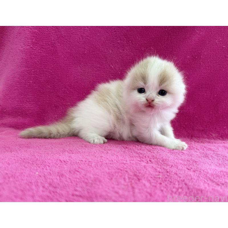 販売中の愛知県のスコティッシュフォールド(折れ耳)-131434