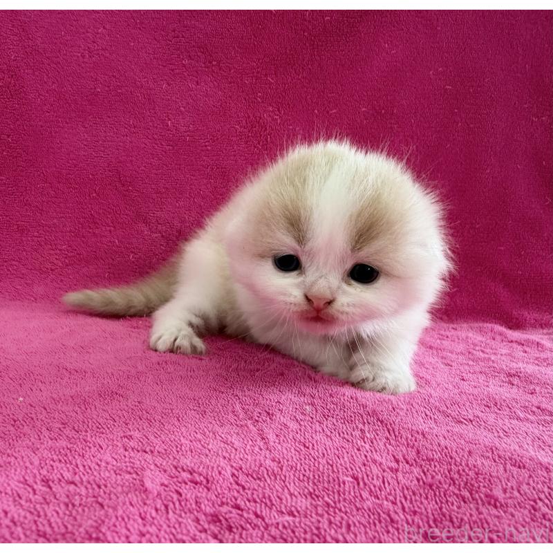 販売中の愛知県のスコティッシュフォールド(折れ耳)-131434の3枚目