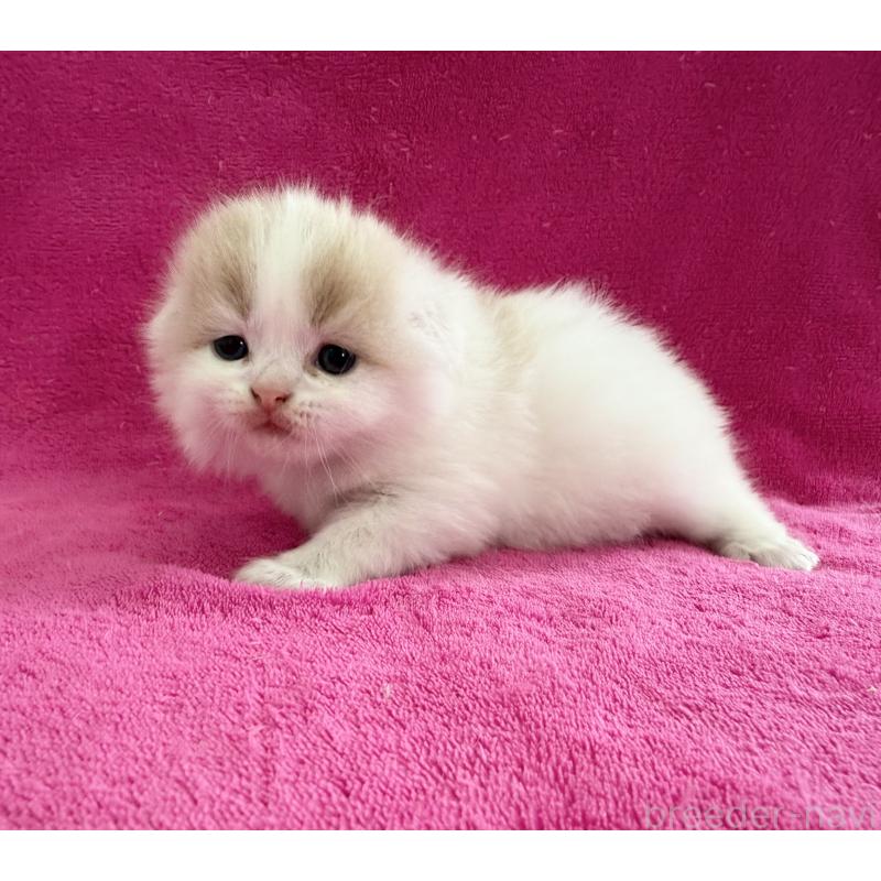 販売中の愛知県のスコティッシュフォールド(折れ耳)-131434の2枚目