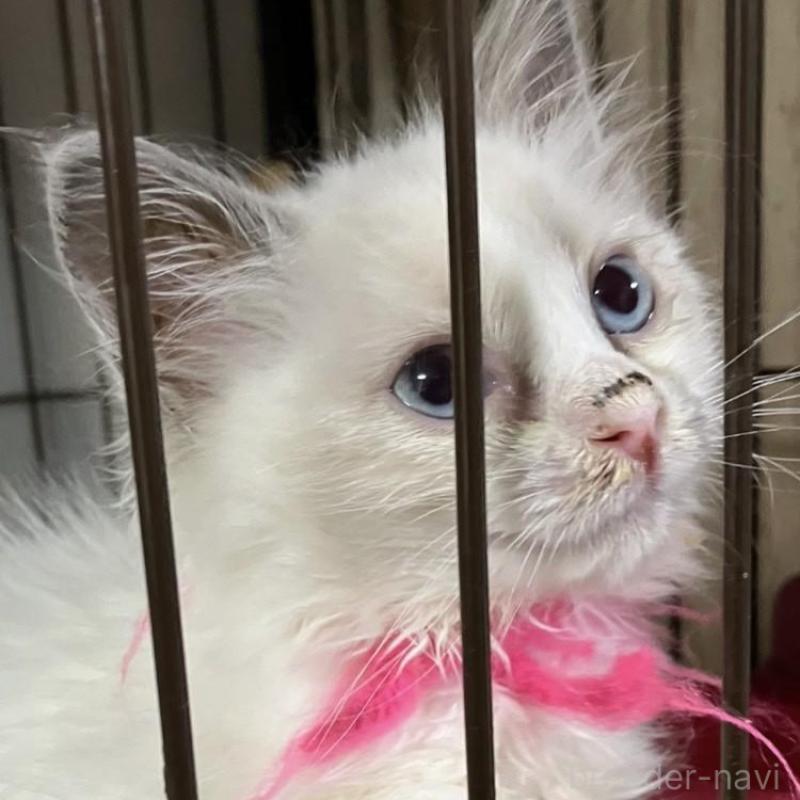 販売中の滋賀県のラグドール-131435