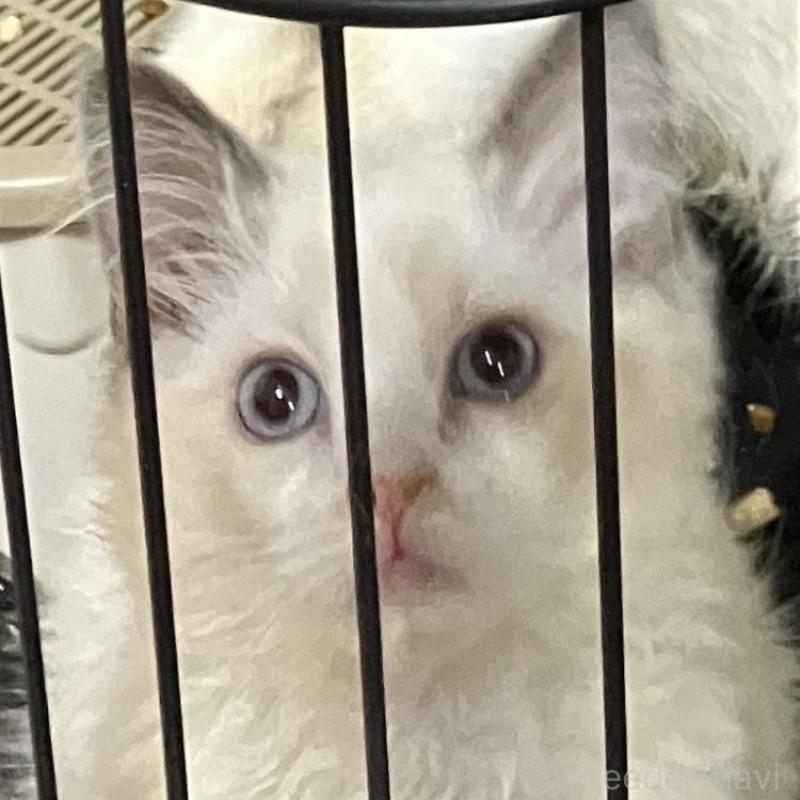 販売中の滋賀県のラグドール-131436