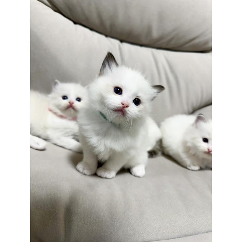 販売中の大阪府のラグドール-131437の16枚目