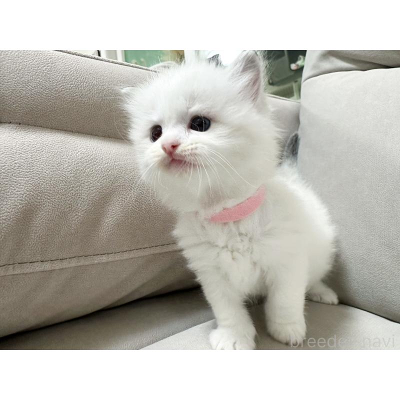 販売中の大阪府のラグドール-131437の10枚目