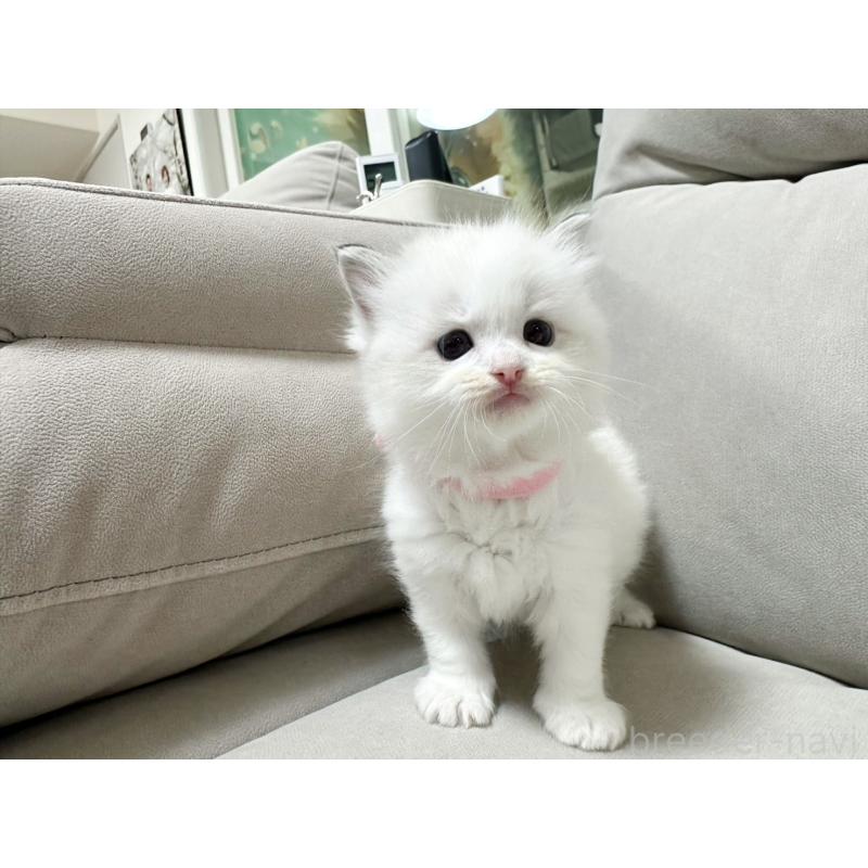 販売中の大阪府のラグドール-131437の9枚目