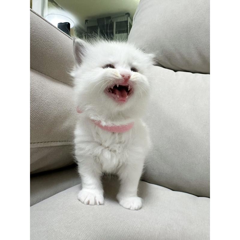 販売中の大阪府のラグドール-131437の8枚目