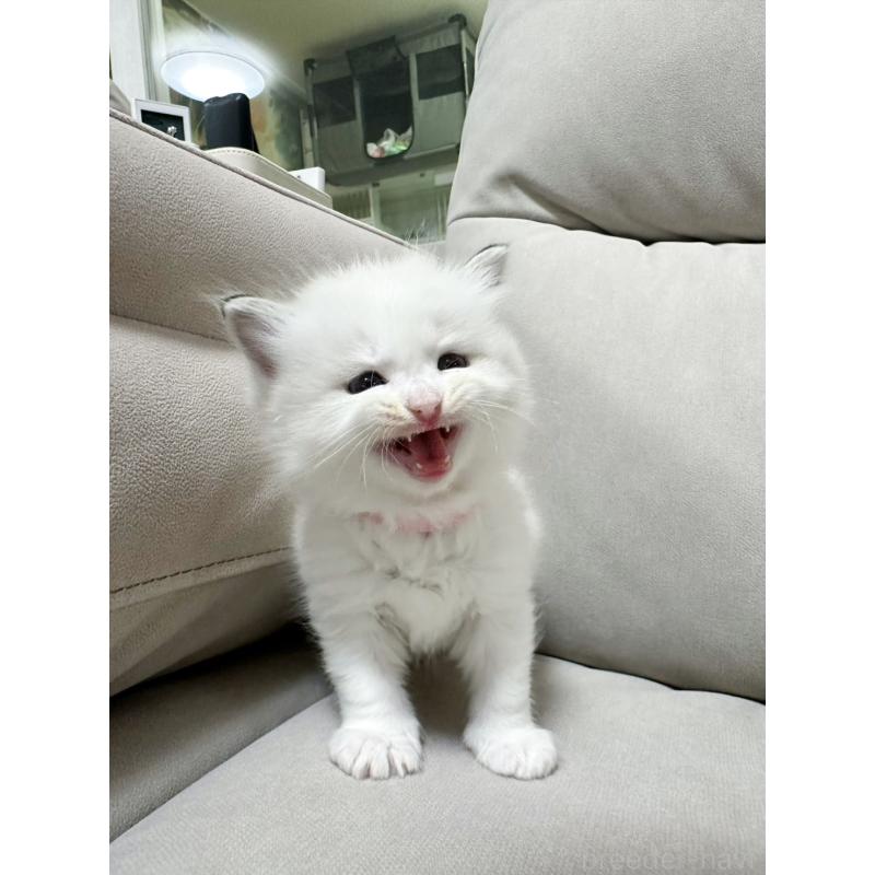 販売中の大阪府のラグドール-131437の7枚目