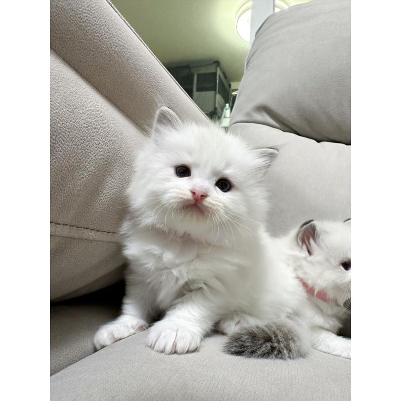 販売中の大阪府のラグドール-131437の6枚目