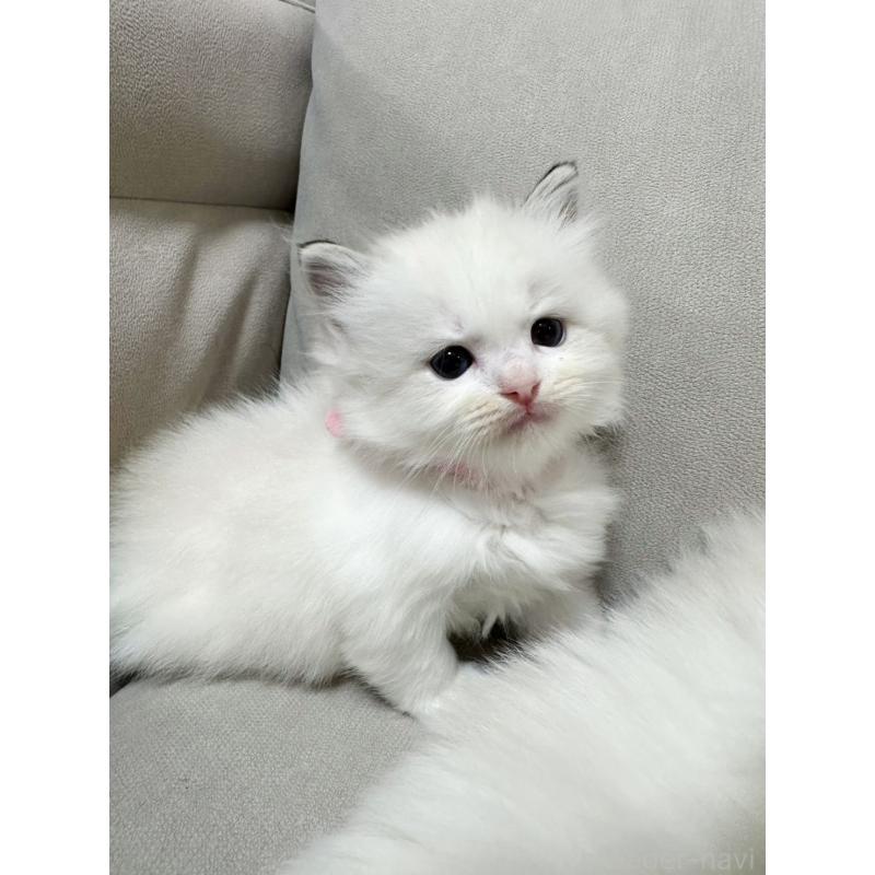 販売中の大阪府のラグドール-131437の5枚目