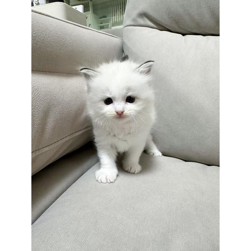 販売中の大阪府のラグドール-131437の4枚目