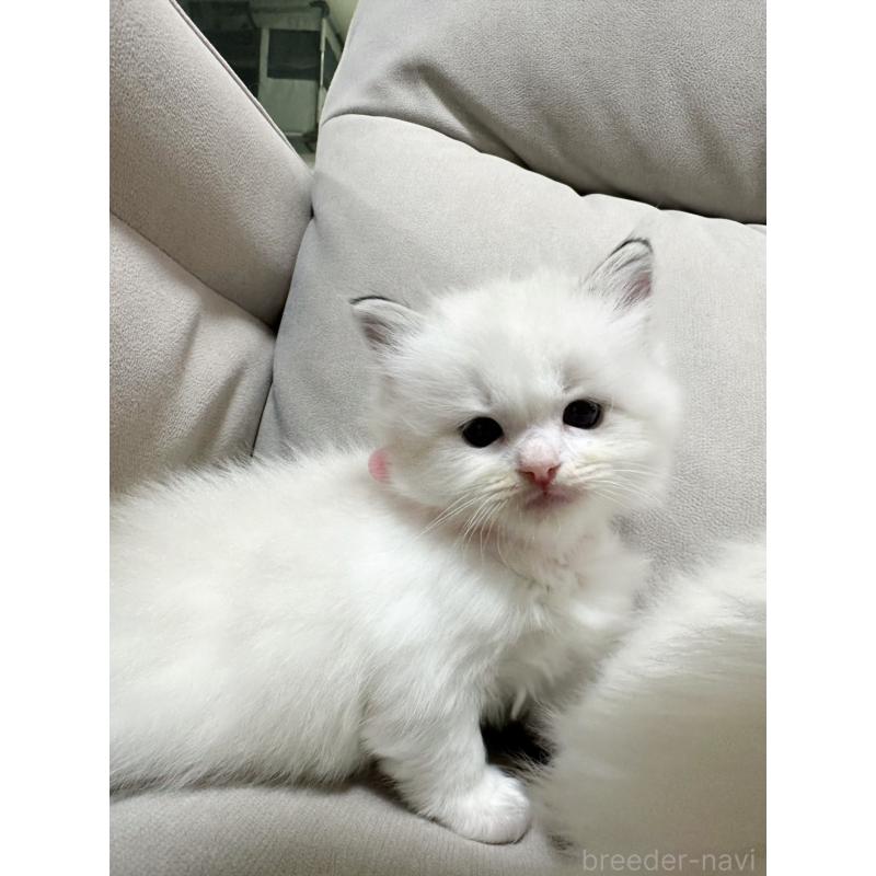 販売中の大阪府のラグドール-131437の3枚目