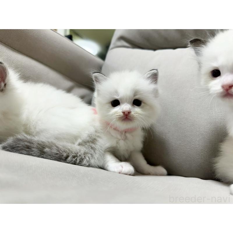 販売中の大阪府のラグドール-131437の2枚目