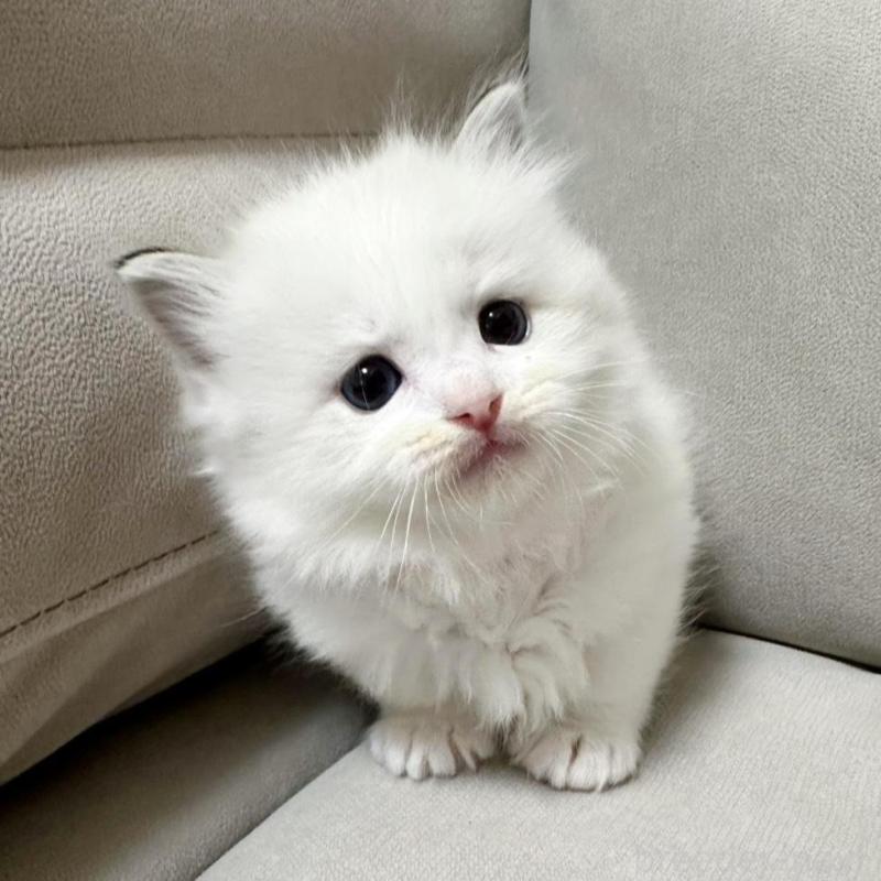 販売中の大阪府のラグドール-131437の1枚目