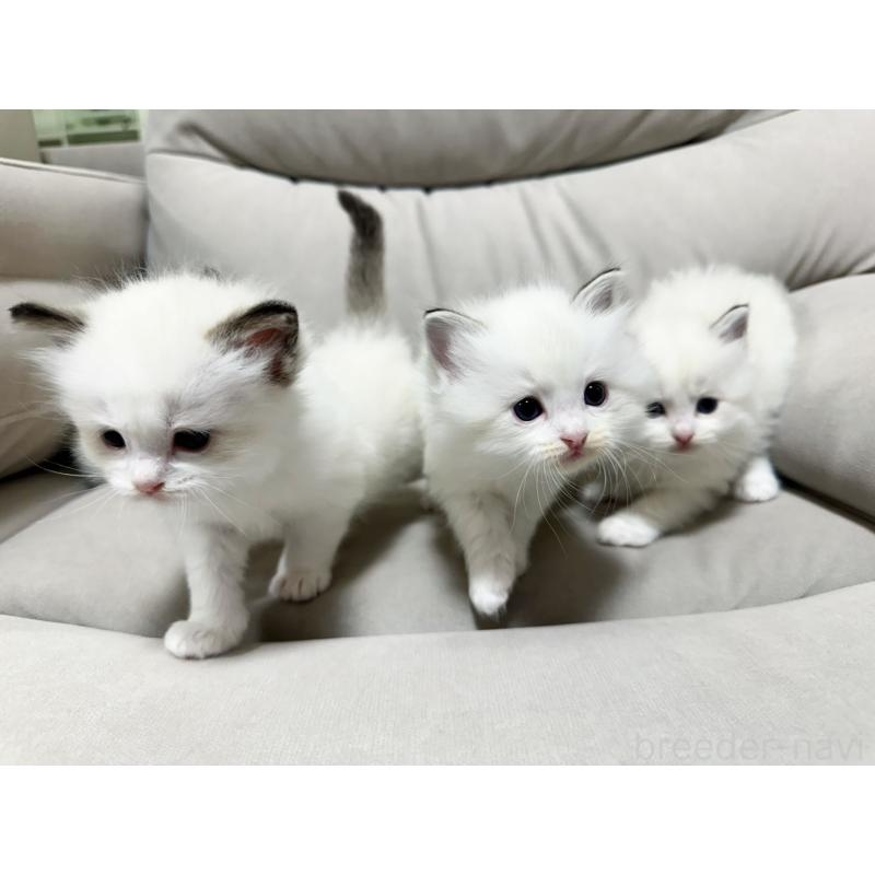 販売中の大阪府のラグドール-131438の18枚目