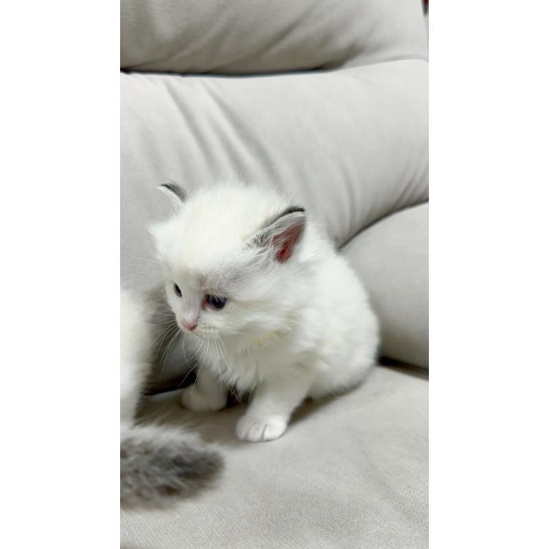 販売中の大阪府のラグドール-131438の8枚目