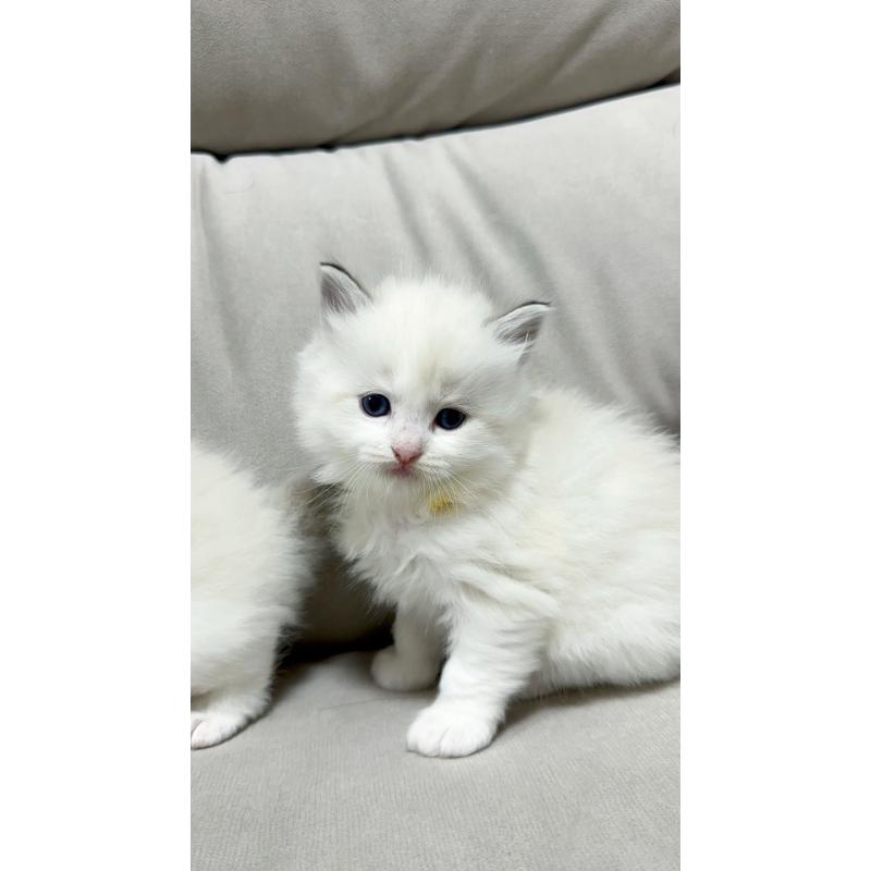 販売中の大阪府のラグドール-131438の7枚目