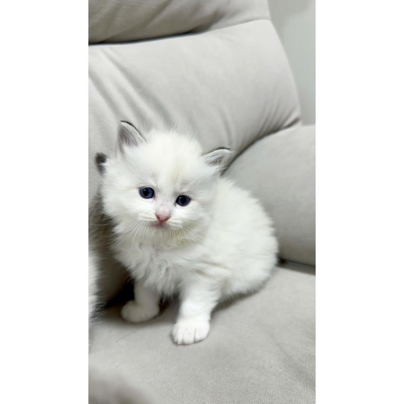 販売中の大阪府のラグドール-131438の6枚目