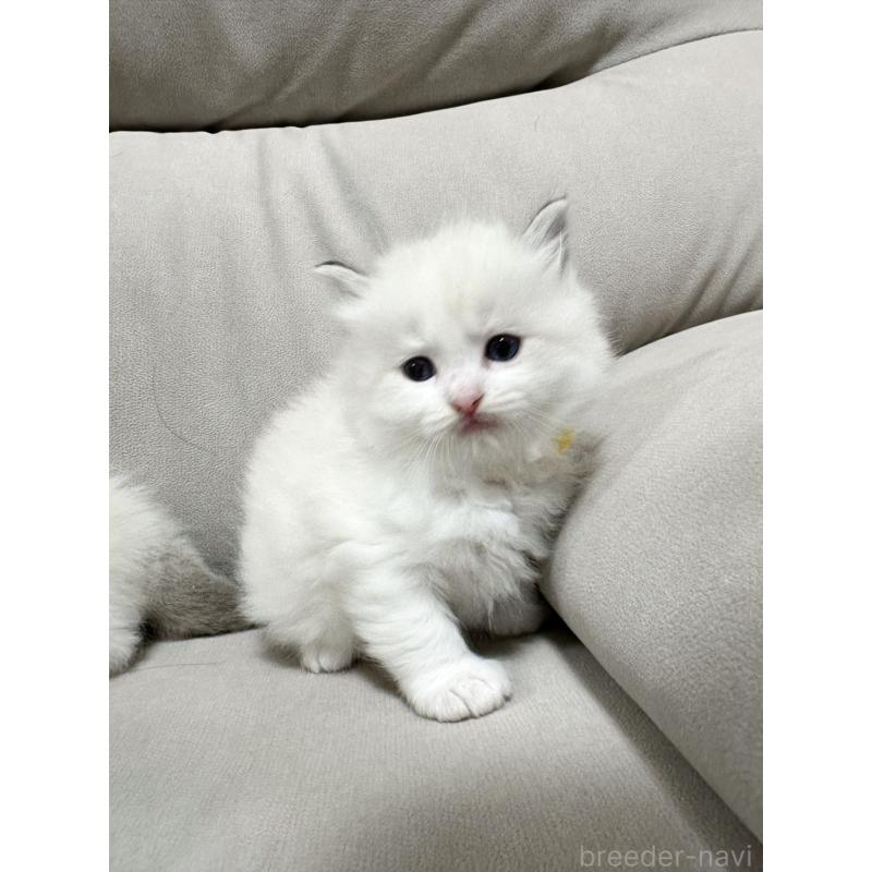 販売中の大阪府のラグドール-131438の4枚目