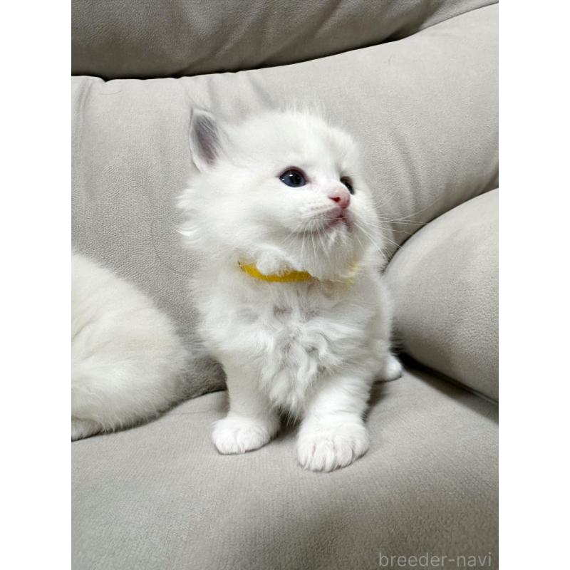 販売中の大阪府のラグドール-131438の3枚目