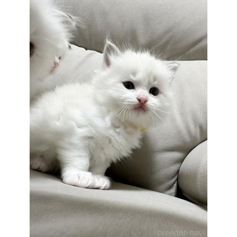 販売中の大阪府のラグドール-131438の2枚目