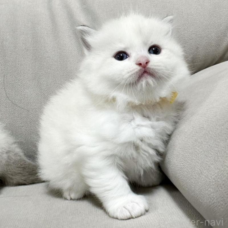 販売中の大阪府のラグドール-131438