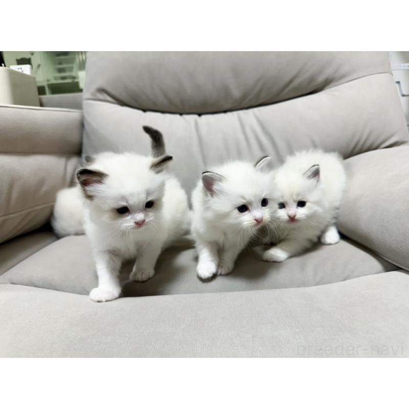 販売中の大阪府のラグドール-131439の11枚目