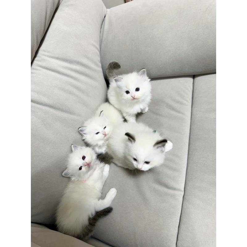 販売中の大阪府のラグドール-131439の8枚目